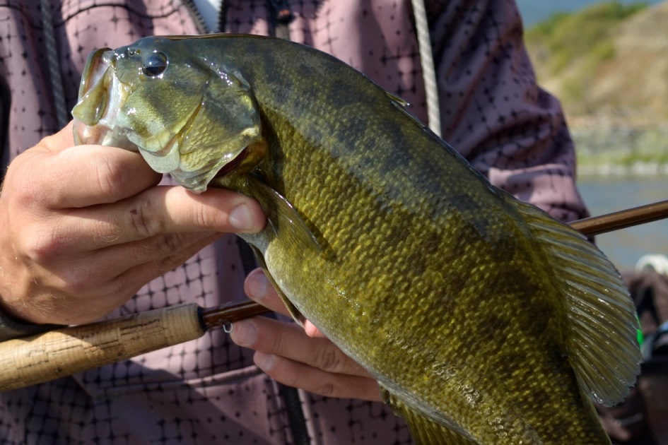 smallmouth bass fly fishing trips in Idaho