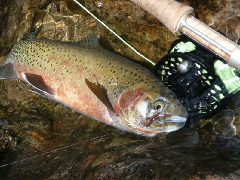 Cutthroat troat fishing in Idaho