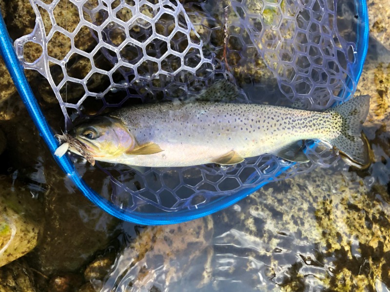 Cutthroat in Idaho Salmon River
