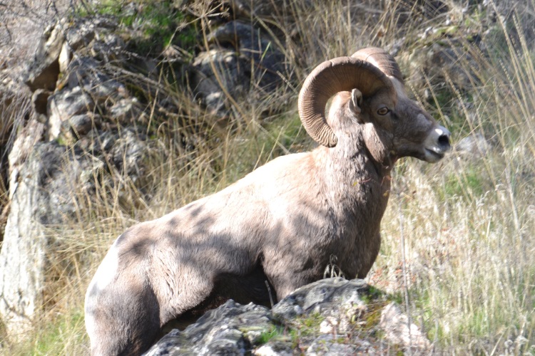 big horn sheep in hells canyon