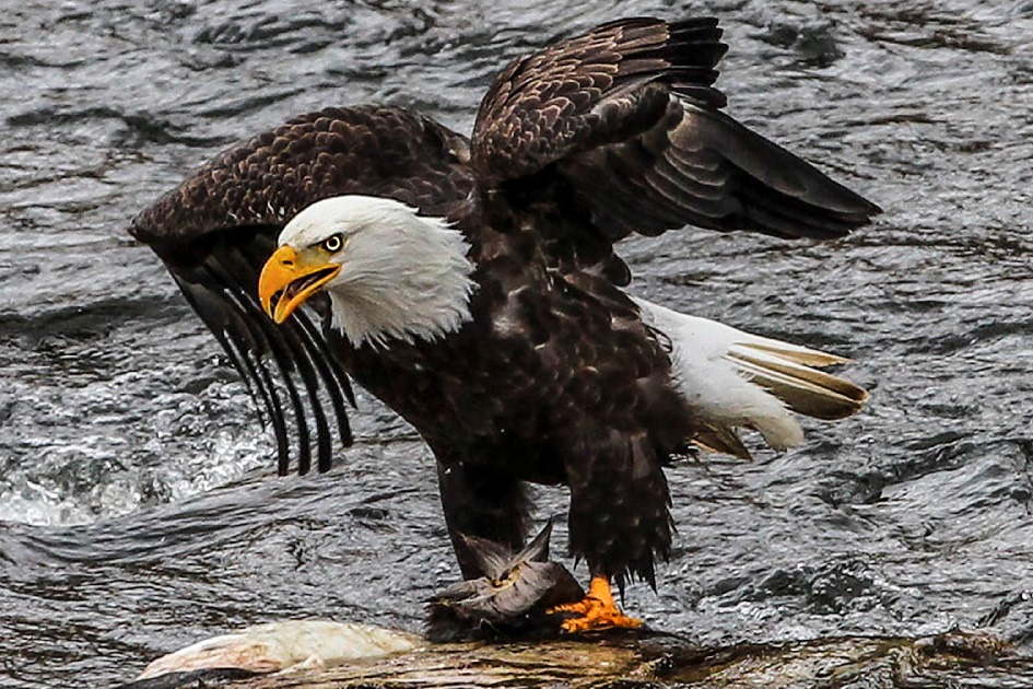 Eagles in the River of No Return Wilderness